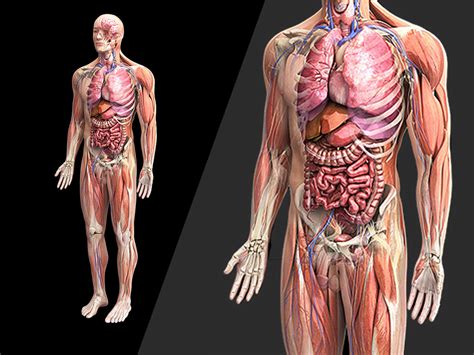 Zygote::Human 3D Male Anatomy Model | Medically Accurate body