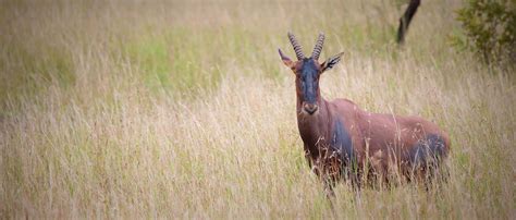 Topi | African Wildlife Foundation