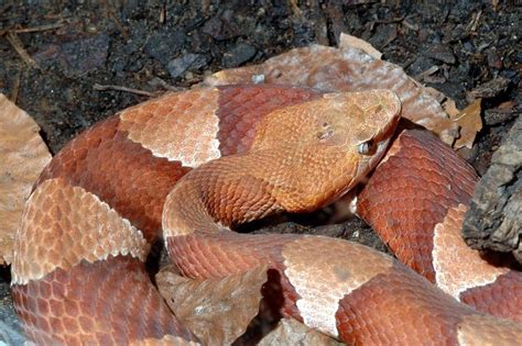 BioLib - Obrázek - Agkistrodon contortrix mokasen (ploskolebec americký severní) | Snake, Snake ...