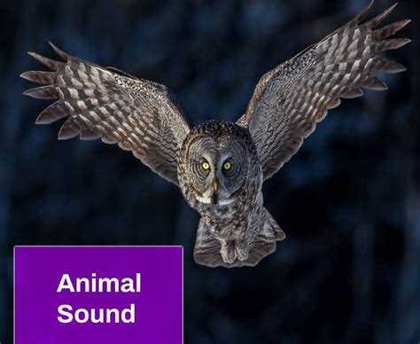 Owl Hooting Sound Effect Free MP3 Download | Mingo Sounds