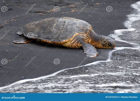 Black Sand and Sea Turtle stock photo. Image of laying - 24722514