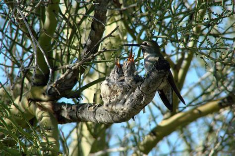 Hummingbird Nesting -Buffalo Bill Center of the West