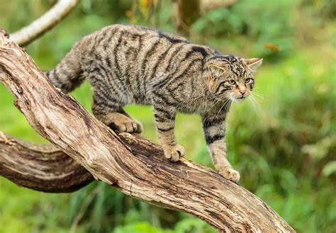 SCOTTISH WILDCAT DAY - August 8, 2025 - National Today