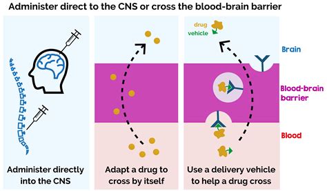 Overcoming the blood-brain barrier: therapy delivery for Sanfilippo