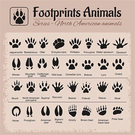 Bird Footprint, Footprint Tattoo, North American Animals, American ...