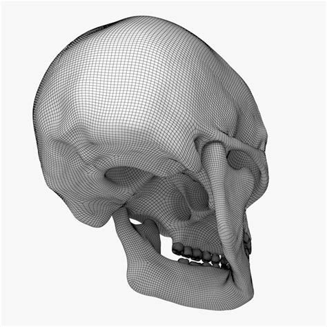 caucasoid male skull 3d max