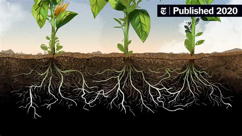 How Selfish Are Plants? Let’s Do Some Root Analysis - The New York Times