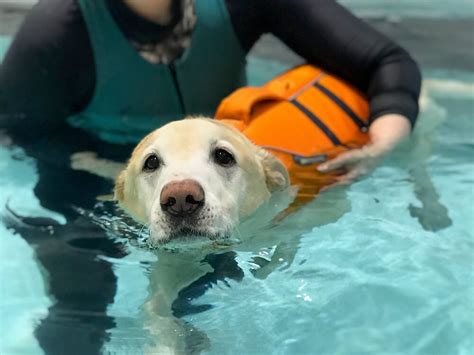 8 Most Asked Questions Answered About Hydrotherapy for Dogs