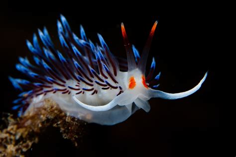 Stunning Photos Of Tropical Sea Creatures Will Make You Rethink How You Feel About Slugs | HuffPost