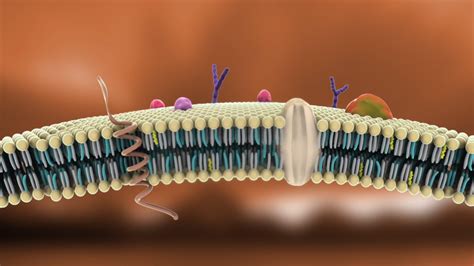 Membrana Celular (Membrana Citoplasmática o Plasmalema), Estructura y Glucocáliz