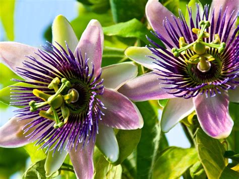 Passion Flower Care: Tips For Growing Passion Flowers | Gardening Know How