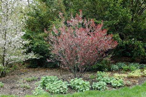 How To Grow And Care For A Sand Cherry Shrub - rogerfederrerno1guy