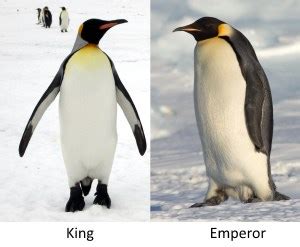 SSFP: King Penguins and Emperor Penguins - Amare Smith