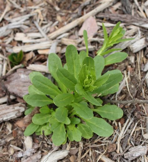 Stinkweed | Weed identification guide for Ontario crops | ontario.ca