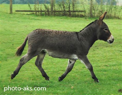 الاغ donkey