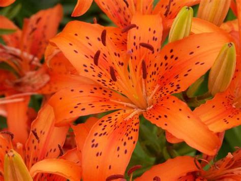 How to Grow Tiger Lilies In Your Garden - Plant Instructions