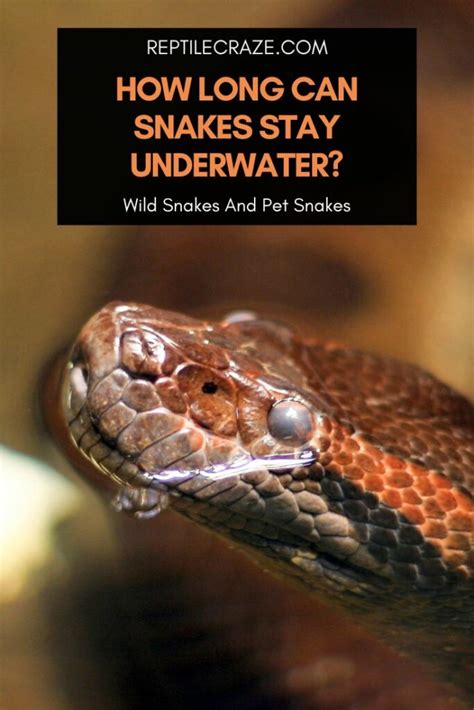 How Long Can Snakes Hold Their Breath Underwater? - Reptile Craze