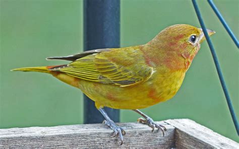 A young Summer Tanager male - FeederWatch