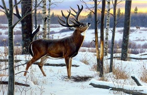 Artist Cynthie Fisher Wildlife Whitetail Deer Print The Jordan Buck | Wildlife artists, Wildlife ...