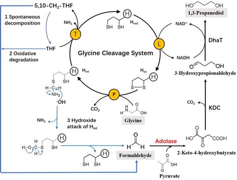 Schematic presentation of the glycine cleavage system (GCS), the ...