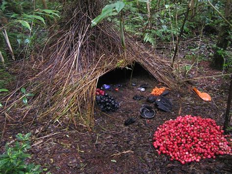 vogelkop bowerbird | Dusky's Wonders