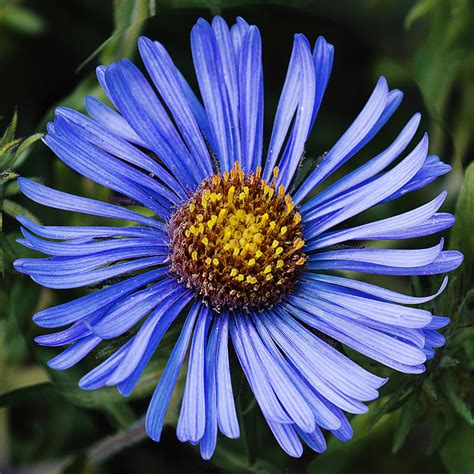 Blue Aster Flower Head Photograph by Donald Erickson