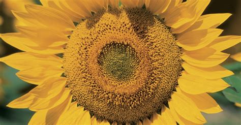 single-sunflower-in-kansas-usa - Kansas Pictures - Kansas - HISTORY.com