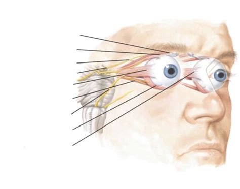 Orbital Muscles 1 Study Quiz