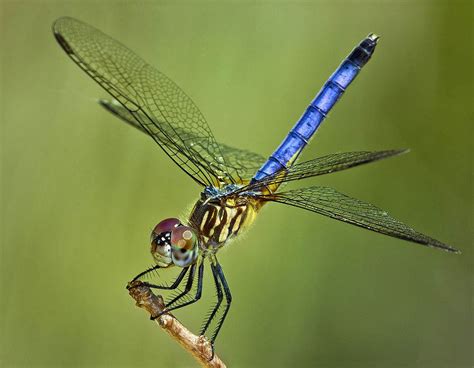 Blue Dasher Dragonfly, Fairchild Tropical Botanic Garden. | Dragonfly ...