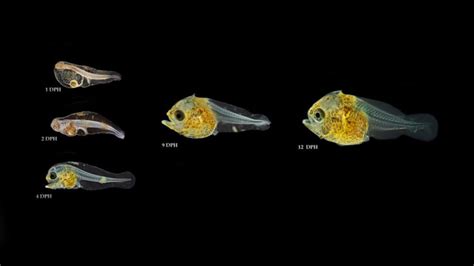 ORBIC BATFISH | Platax orbicularis – Rising Tide Conservation