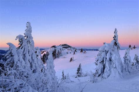 Germany, Bavaria, Bavarian Forest in winter, Bodenmaiser Riegel, snow-capped spruces in the ...