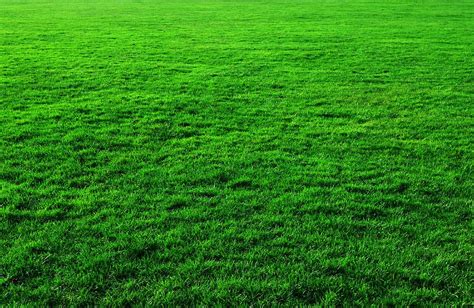 HD wallpaper: Green Grass Background, photos, lawn, public domain ...