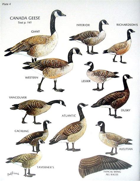 types of canadian geese - Google Search | Bird breeds, Duck species, Canadian animals