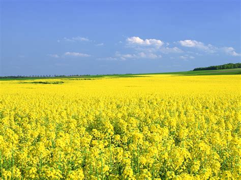 Yellow Flower Field wallpaper | 1600x1200 | #32566