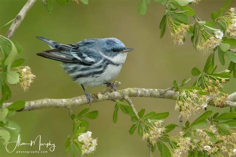 Cerulean Warbler | Focusing on Wildlife