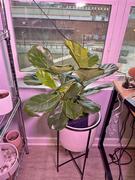 Fiddle Leaf Fig Plants for sale in Compton, Pennsylvania | Facebook ...