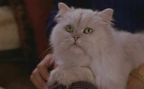 Stuart Little (1999) - Cinema Cats