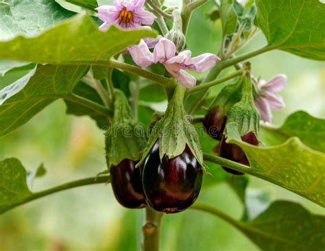 Prolific Black Beauty Eggplant, Aubergine Fruits Hanging on Plant with Flowers in Summer Garden ...