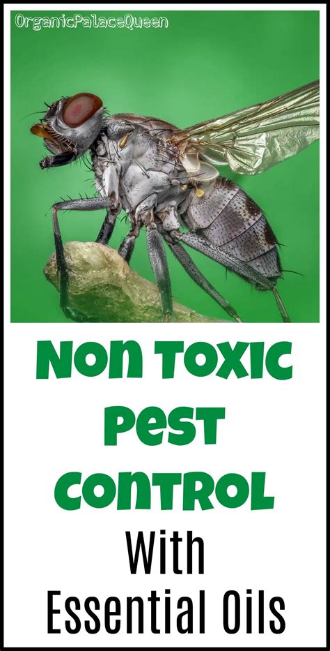 Non Toxic Pest Control With Essential Oils - Organic Palace Queen ...