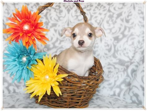 Blue Chihuahua Puppies For Sale | ChiChiBabies Chihuahuas