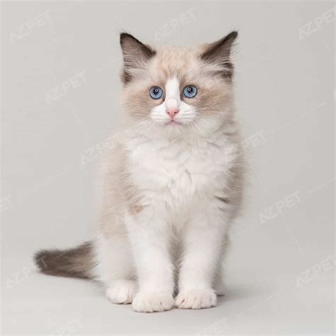 Bán Mèo Ragdoll Thuần Chủng - Bảo Hành 365 Ngày