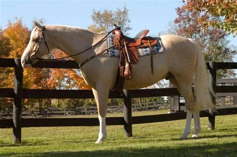 Cheap Horses: 10 Cheap Breeds & Where To Get Them