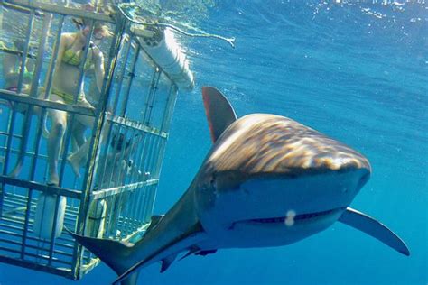 TripAdvisor | Oahu Shark Dive provided by North Shore Shark Adventures ...