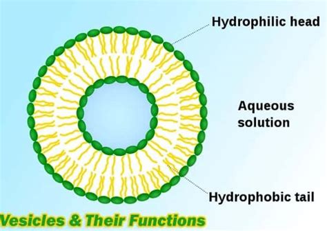 Describe the Three Types of Vesicles. - James-has-Todd