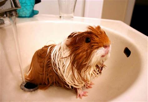 Caring for a Guinea Pig. - Musely