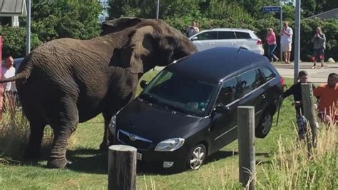 Rampaging Circus Elephant Smashes Car Video - ABC News
