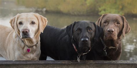 Study: Coat color could mean reduced longevity, increased health risks in some Labrador retrievers