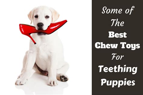 Best Chew Toys for Puppies while Teething