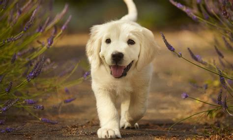 A Definitive Ranking of the 25 Cutest Dog Breeds