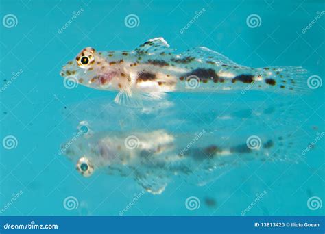 Goby Fish in Aquarium stock photo. Image of goby, coral - 13813420